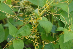Cuscuta campestris