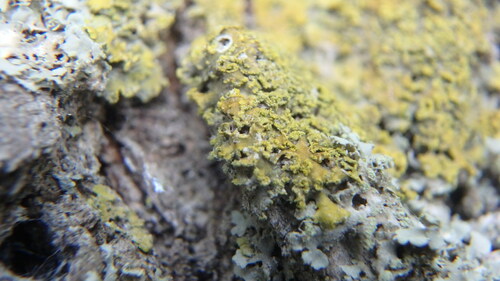 Powdery Sunburst Lichen