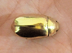 Chrysina kalinini