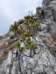 Eucalyptus vernicosa