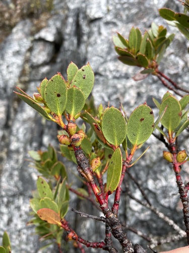 Image of Eucalyptus vernicosa by (c) Matt Berger, some rights reserved (CC BY)
