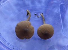 Lyophyllum anthracophilum