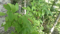 Lonicera canadensis