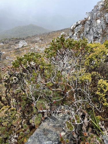 Image of Eucalyptus vernicosa by (c) Matt Berger, some rights reserved (CC BY)