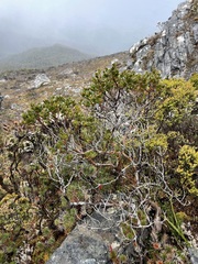 Eucalyptus vernicosa