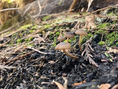 Lyophyllum anthracophilum