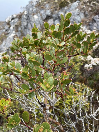 Image of Eucalyptus vernicosa by (c) Matt Berger, some rights reserved (CC BY)