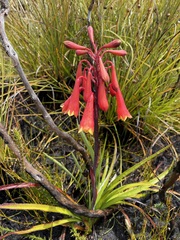 Blandfordia punicea