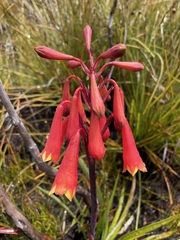 Blandfordia punicea