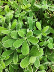 Lupinus subcarnosus