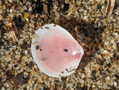 Tellinoidea