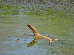 Varanus bengalensis
