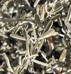 Asphondylia atriplicis