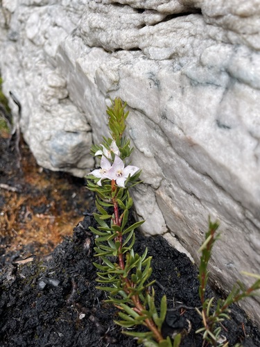Image of Boronia citriodora by (c) Matt Berger, some rights reserved (CC BY)