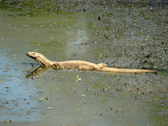 Varanus bengalensis