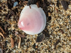 Tellinoidea