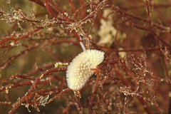 Onchidoris muricata