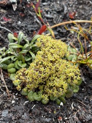 Diplaspis cordifolia