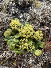 Diplaspis cordifolia