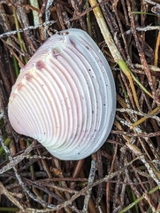 Hysteroconcha dione
