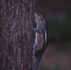 Funambulus palmarum