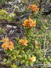 Oxylobium ellipticum