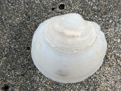 Anodontia