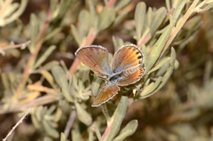 Plebulina emigdionis