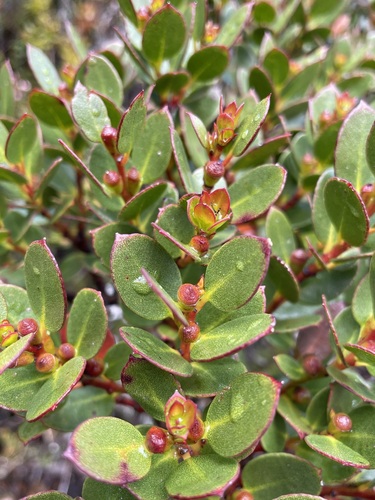 Image of Eucalyptus vernicosa by (c) Matt Berger, some rights reserved (CC BY)