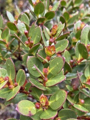 Eucalyptus vernicosa