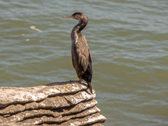 Phalacrocorax punctatus punctatus