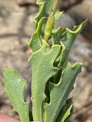 Osteospermum calendulaceum