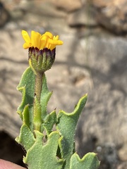 Osteospermum calendulaceum