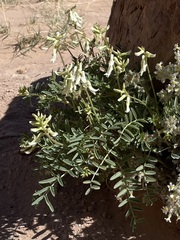 Astragalus praelongus