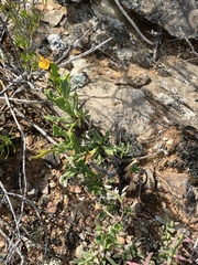 Osteospermum calendulaceum