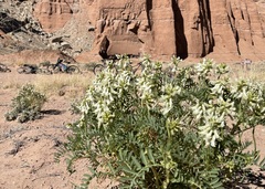 Astragalus praelongus