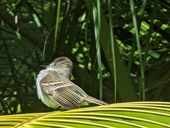 Myiarchus antillarum