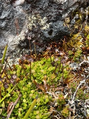 Actinotus moorei
