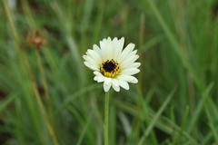 Berkheya zeyheri
