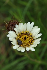 Berkheya zeyheri