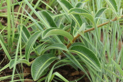 Raphionacme procumbens