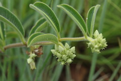 Raphionacme procumbens