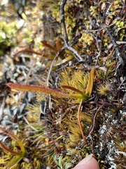 Drosera murfetii