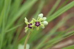 Raphionacme procumbens