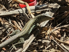 Pholidoscelis exsul
