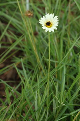 Berkheya zeyheri