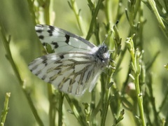 Pontia sisymbrii