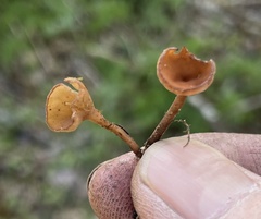 Ciboria