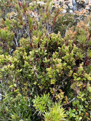 Image of Tetracarpaea tasmannica by (c) Matt Berger, some rights reserved (CC BY)