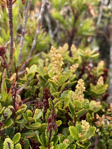 Image of Tetracarpaea tasmannica by (c) Matt Berger, some rights reserved (CC BY)